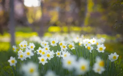 Нарцисс — виды, уход и выращивание. Цветок. Фото — Ботаничка
