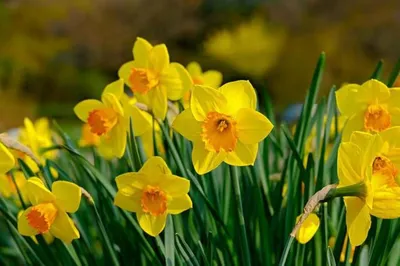 Красивые Нежные Нарциссы Цветы Белые Нарциссы Парке Саду Солнечный Весенний  стоковое фото ©Aron_M 472662758