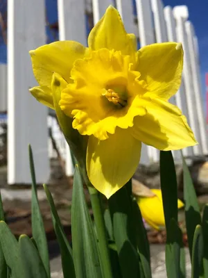Весенние цветы. Нарциссы в моём саду. | МОЙ САД У ДОМА | Дзен