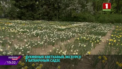 Нарцисс орхидный Кассата купить недорого в интернет-магазине товаров для  сада Бауцентр