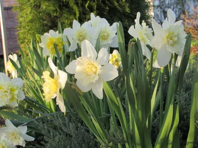Сиреневый сад - Нарциссы, бруннера сибирская,... | Facebook