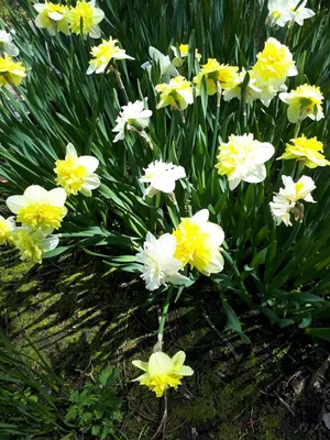 Нарцисс - Цветы в ботаническом саду Stock Photo | Adobe Stock