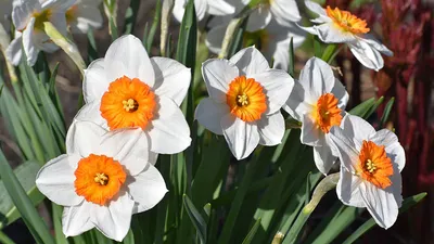Первоцветы в саду - Нарциссы | Записки садовода и цветовода. | Дзен