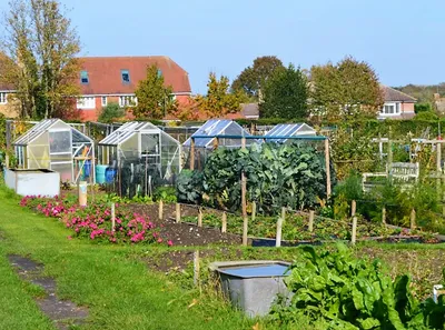 Как выглядит наш огород в Англии | Сад и огород | Дзен