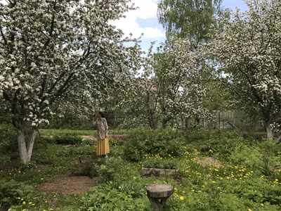 Наш сад и огород - Отдых в Абхазии - отзывы, советы, рекомендации