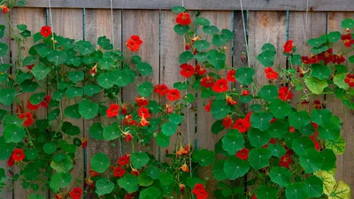 Чем прикрыть забор или арку в саду: 5 лучших вьющихся растений