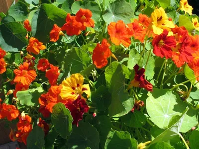 Иноземная настурция \"Канарейка\": кудрявые цветы в саду | Наталья Кудрявцева  | Дзен