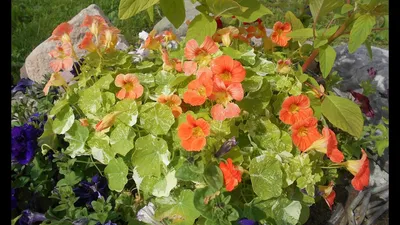 Настурция Вишневая Роза 1,5 г Русский огород купить недорого в  интернет-магазине товаров для сада Бауцентр