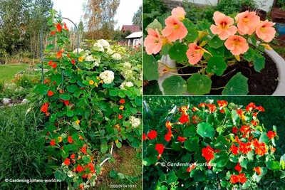 Семена Настурция Вишневая роза: описание сорта, фото - купить с доставкой  или почтой России