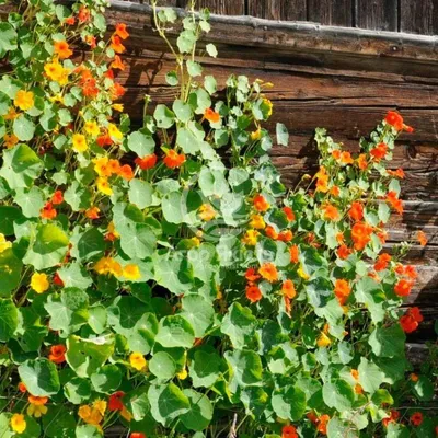 Настурция сад или Majus Tropaeolum цветущих ежегодный растение с большим  салатовым диском сформировали листья растет в виде мален Стоковое  Изображение - изображение насчитывающей зеленый, день: 167786145