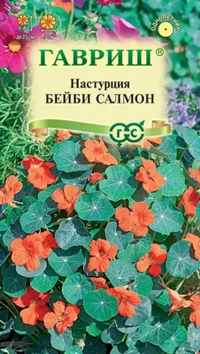Семена настурция Русский огород Яркая клумба 55787 1 уп. - отзывы  покупателей на Мегамаркет