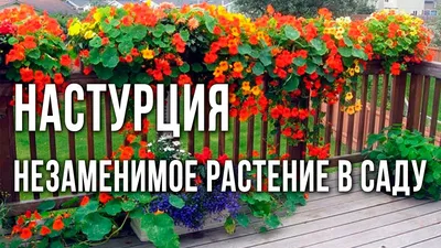 Русский Огород Семена цветов Настурция