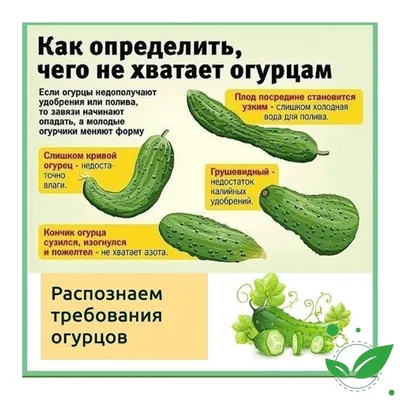 Почему темнеют и деформируются листья огурцов? - ответы экспертов 7dach.ru