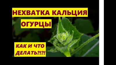 НЕХВАТКА КАЛЬЦИЯ НА ОГУРЦАХ// - YouTube