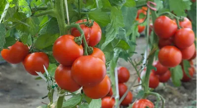 Семена овощей и цветов - 🍅 Недостаток элементов питания у томатов. 🌱Если  изменился цвет листьев рассады на желтый, белый, бурый, то это говорит о  нехватке железа. Необходимо опрыскивание 0,25-процентным раствором  сернокислого железа.