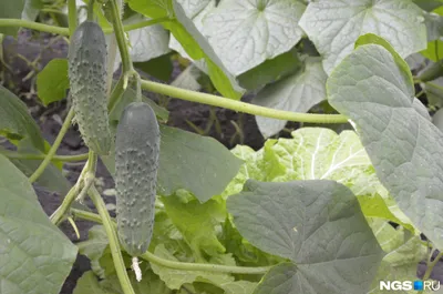 Удобрение овощей: корневые и некорневые подкормки - полезные статьи о  садоводстве от Agro-Market24