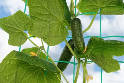 Блог :: Выращивание овощей :: Минеральное питание томатов: Роль отдельных  элементов в разные фенофазы