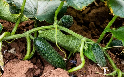 Огурцы: выращивание, посадка, уход в открытом грунте