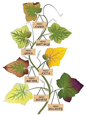 Читаем с листа: чего требуют огурцы – калия, магния или железа? - МК-Латвия