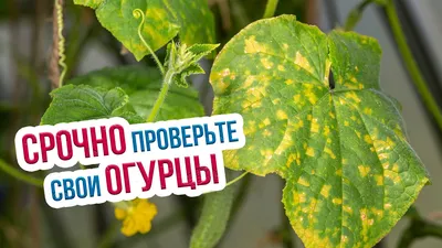 🍅Желтеют листья огурцов в теплице? Просто огурцам холодно. Почему у  тепличных огурцов желтеют листья?