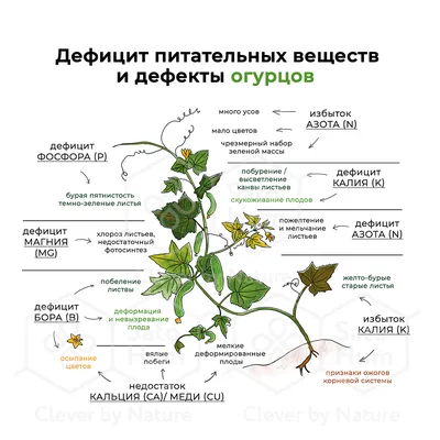 Почему листья огурцов желтеют - KP.RU