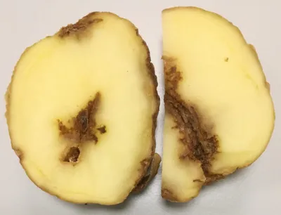 Нематода картофеля фото фото