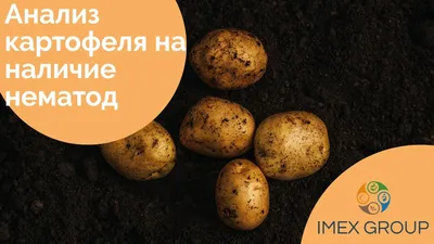 Дитиленхоз картофеля: нематодная угроза с рисками для урожая | ГлавАгроном  | Дзен