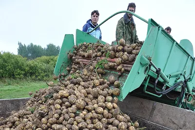 В картофеле из Ирана и Пакистана обнаружены опасные вредители – Новости  Узбекистана – Газета.uz