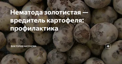 Золотистая нематода. Скрытый враг картофеля