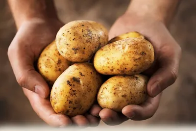 Минсельхоз Чувашии игнорирует опасность эпидемии золотистой картофельной  нематоды - Правда ПФО