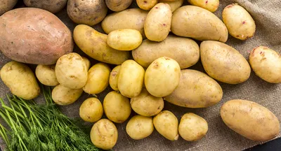 Нематода — враг картошки — Сельский вестник