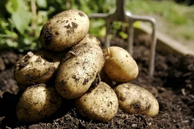 Картофельная нематода выявлена в двух районах Нижегородской области |  Информационное агентство «Время Н»