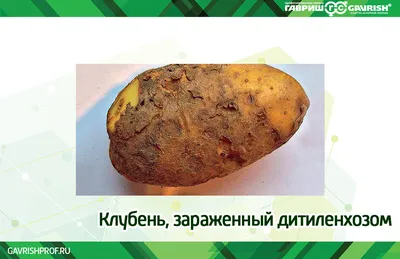 Золотистая картофельная нематода – вредитель картофеля - KP.RU