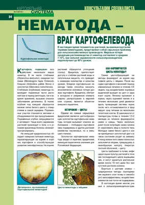 Выявлены сорта картофеля с комплексной устойчивостью к цистообразующей  картофельной нематоде — Журнал \"Картофельная Система\"