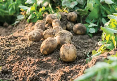 От нематоды на картофеле «избавит» лишь это средство: без опаски сыпьте под  куст