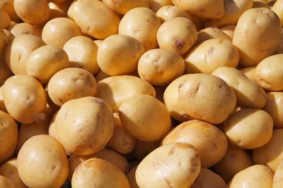 В Башкирии опасный вредитель поразил урожай картофеля