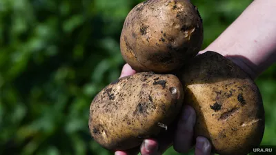 Где брать картофель? Узбекистан обеспокоен угрозой нематод в картофеле из  Пакистана и Ирана • EastFruit