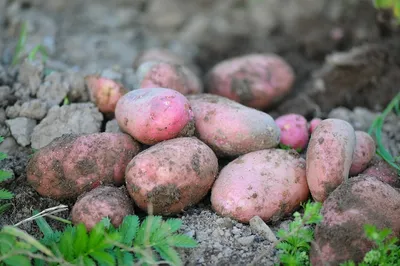 Золотистая картофельная нематода уничтожает до трети урожая - Інфоіндустрія