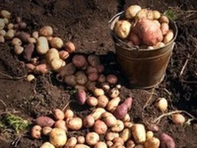Простейший способ посадки картофеля с защитой от нематоды: метод  эффективной защиты | Дачные истории | Дзен