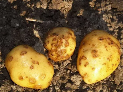 Как вырастить здоровый картофель - Аграрный сектор - Агроновости - Портал  новостей Агробизнеса