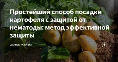 Новосибирский картофель поглощает золотистый червь - KP.RU