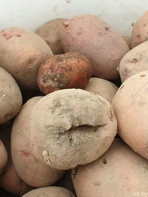 Стеблевая нематода обнаружена в нижегородском картофеле | Информационное  агентство «Время Н»