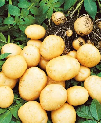 В Латвии впервые обнаружен паразит — картофельная нематода. - Nashrezekne