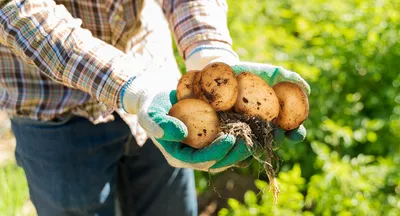 Ученые вывели новый сорт картофеля для функционального питания:  Пресс-релизы: Облгазета