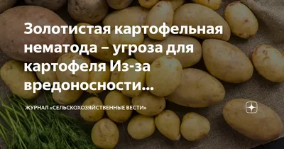 Дитиленхоз картофеля: нематодная угроза с рисками для урожая | ГлавАгроном  | Дзен