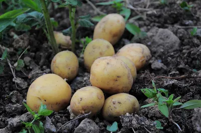ГлавАгроном - Безушибочный картофель, новые средства борьбы с нематодами и  обработки семенных клубней, итоги семеноводства