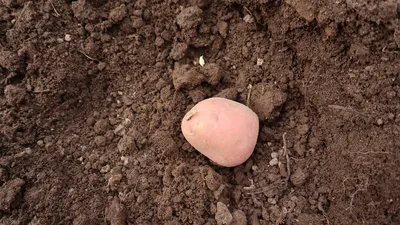 Нематода: фото, описание, как бороться на клубнике, картофеле, луке, в почве