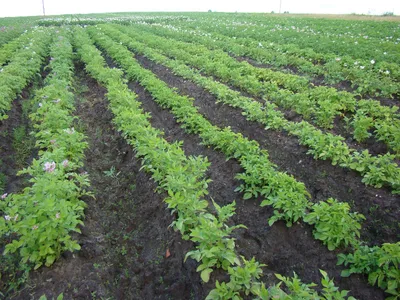 Золотистая картофельная нематода – угроза для картофеля Из-за  вредоносности… | Журнал «Сельскохозяйственные Вести» | Дзен