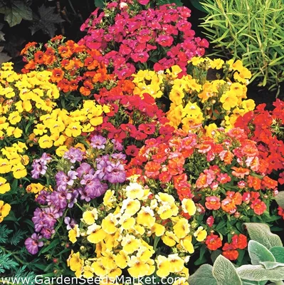 Какие цветы посадить на балконе – блог интернет-магазина Порядок.ру