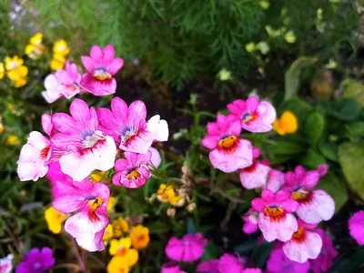 Немезии Цветущий сад МЦ Немезия ЗОБОВИДНАЯ - купить по выгодным ценам в  интернет-магазине OZON (788064640)